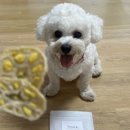 토리네 수제간식 이미지