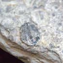 영월화석박물관 이미지