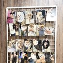 포포앤미루 강동점 | 강동구애견카페 포포앤미루 강아지 고양이와 힐링 타임 후기!