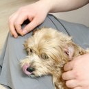 허그퍼피 | 저자극 강아지샴푸추천 포레스트허그 더 퓨리프 퍼피 샴푸 사용후기