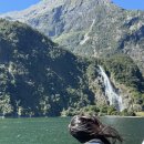 수원-1692 | 뉴질랜드 여행 | 마이 리얼 트립 밀포드 사운드 투어 후기-2편 (feat.Real NZ)