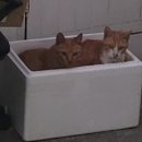 가자야식 이미지