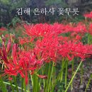 서림사 | 2025년 김해 은하사 꽃무릇 21일 개화 상황과 꽃무릇 포인트