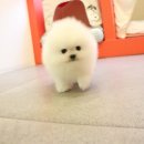 개키우는남자 강아지분양 대구본점 이미지