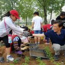 보강천 미루나무숲 이미지