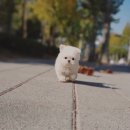 YOMIDOG