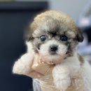 성지애견 이미지