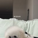 보니또따 이미지