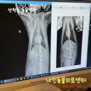 공원옆동물의료센터 | [산척동 동물병원]동탄 호수공원 동물병원_나인동물의료센터 내돈내산 고양이치료 솔직후기