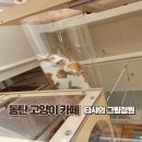 타샤의정원 | 동탄2 아이와 가볼 만한 곳, 치동 카페거리 고양이 카페 '타샤의 그림 정원' 힐링 후기