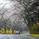 Re: 진해탑·경화역·황해당… 100년 근대사의 향기, 벚꽃 아래 흐르다 이미지