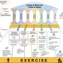 Re: Targeting the molecular & cellular pillars of human aging with exercise 이미지
