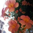 경안약품 이미지