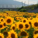 구미 해바라기 밭~ 이미지