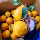 한라봉브로콜리 이미지