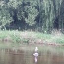 돌마교 아래 이미지