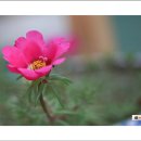 꽃들펜션 이미지