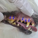 Dr.오즈동물병원 이미지