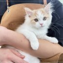 동행 애견 돌봄센터 하남점 이미지