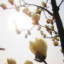 양지초등학교1 이미지