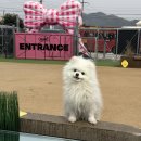 미앤마이독스 이미지