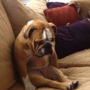 우야꼬닭강정 이미지