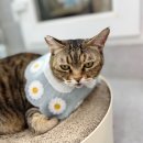 이솜 동물병원 이미지