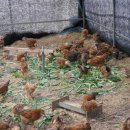 친환경 토종닭 농장 이미지