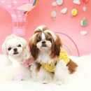 보니또펫 이미지