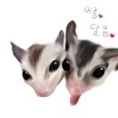 새콩이달콩이 이미지