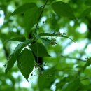 꽃과나무 이미지