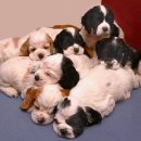 꼬꼬마 강아지 이미지