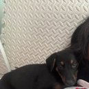 쇼독동물병원 이미지