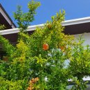 피터펫카페 이미지