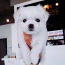 댕댕이 애견샵 이미지