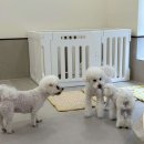 리틀 포레브 이미지