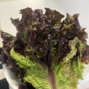 천안 미곡시장 화장실 | 천안 회포장 충남수산활어도매시장 방어 포장후기