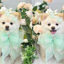 샤방하개 이미지