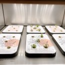 새싹의 아침 이미지