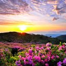 황매산 벚꽃길 이미지