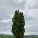 주정차071 | 비에이 나무투어 (패치워크 로드, 켄과 메리의 나무, 세븐스타나무, 오야코의 나무, 마일드 세븐 언덕...