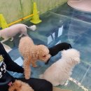 이츠펫(청당점) 이미지