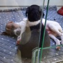 퍼피앤유 이미지