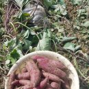 어부네농장 이미지