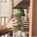 미니정원 이미지