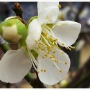 홍매화 민박 이미지