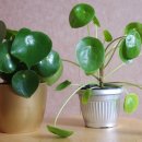 페페로미아 이미지