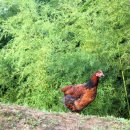 대비농장2 이미지