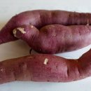 쪼꼬미앙 이미지