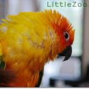 리틀쥬동물의료원 이미지